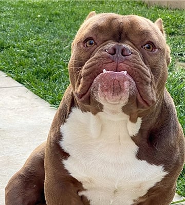My dog Redz